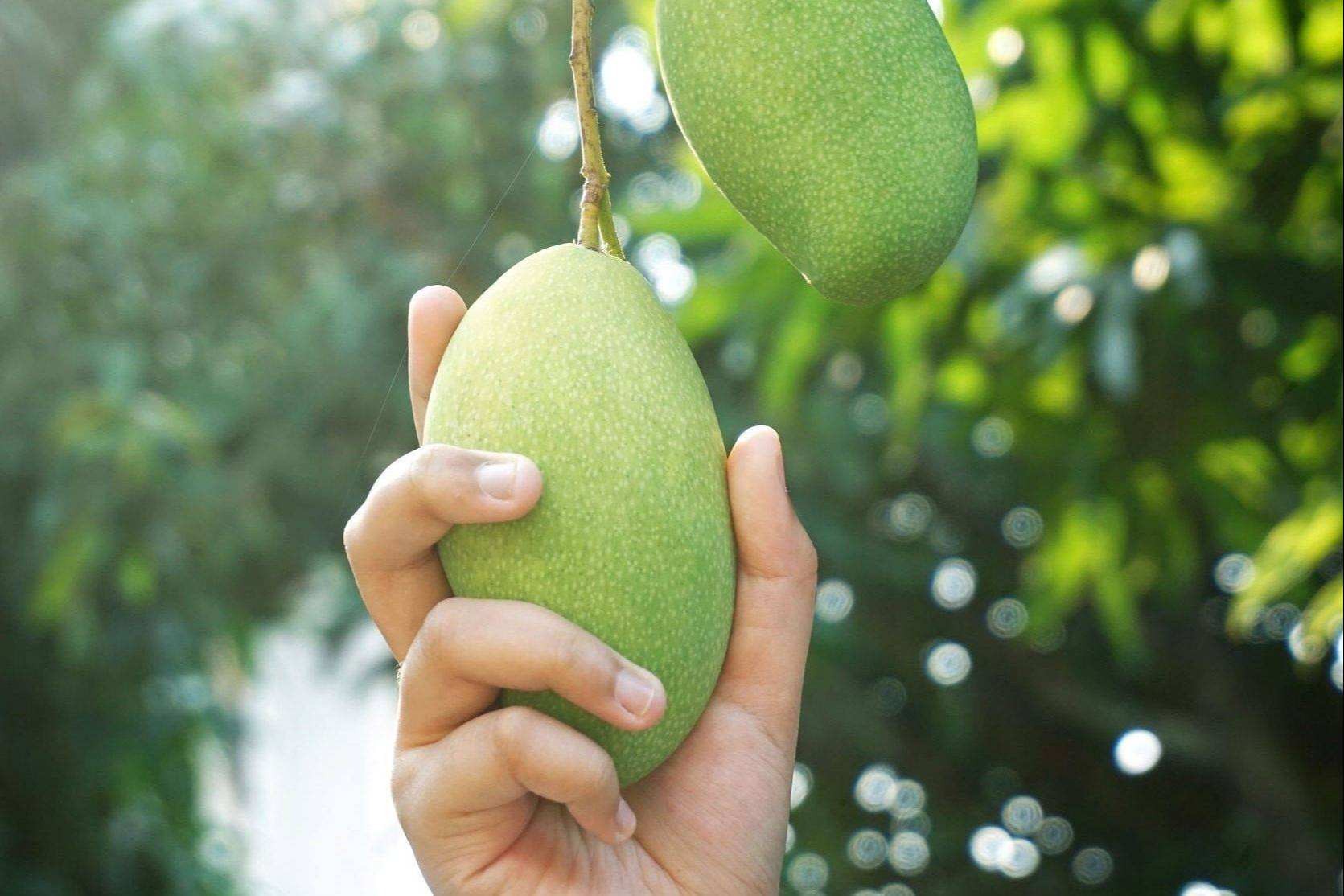 Mimpi Melihat Buah Jambu Di Pohon Seputar Buah